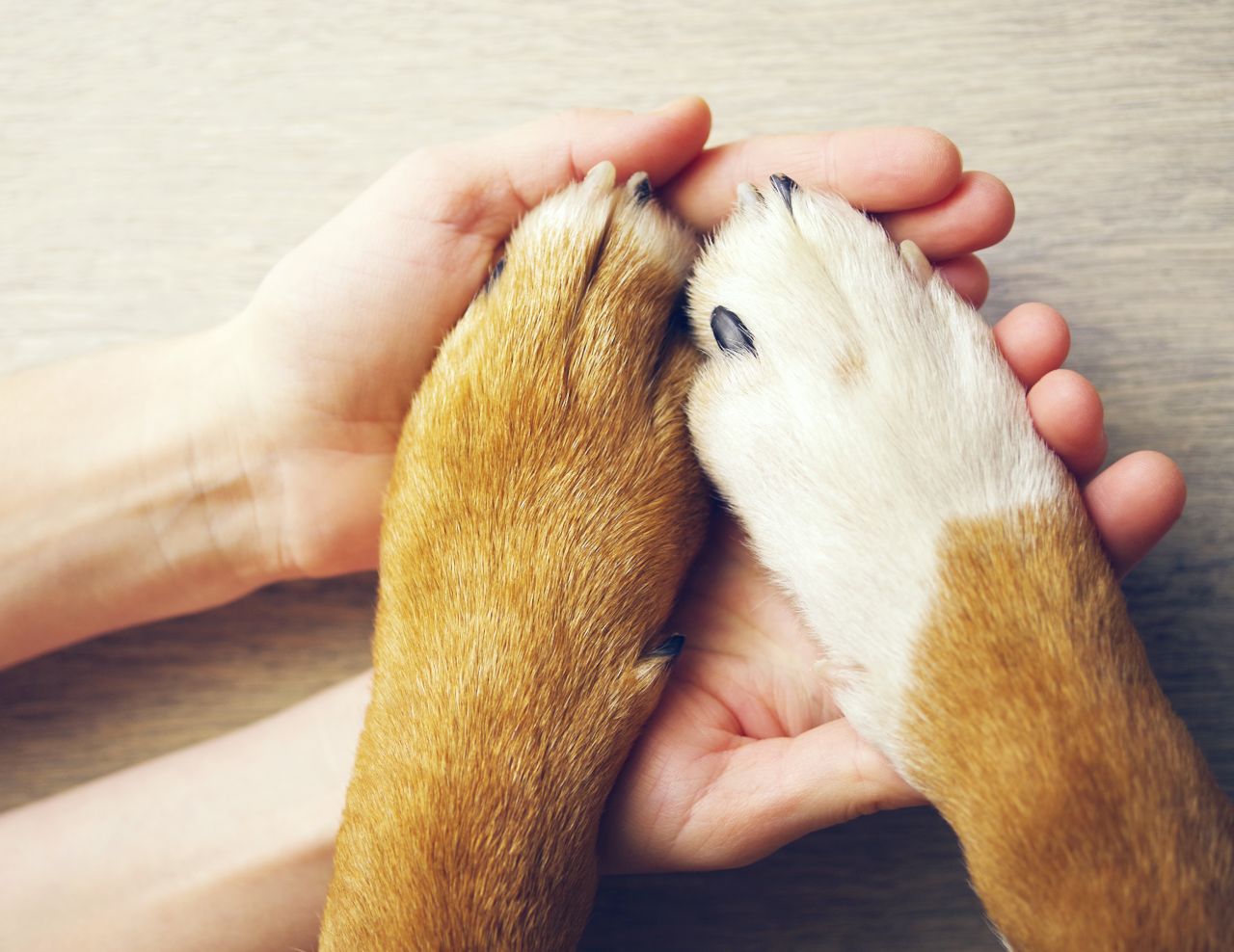 PELEAS ENTRE PERROS QUE CONVIVEN :: CONCIENCIA Etología Clínica